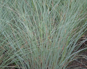 Little Bluestem (Schizachyrium scoparium) 2 grams ~1000 Seeds. Perennial seeds