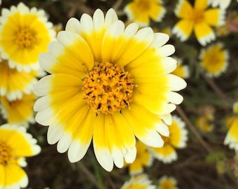 Tidy Tips (Layia platyglossa) 100 seeds. ANNUAL seeds