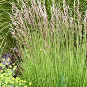 Tufted Hairgrass (Descampsia cespitosa) 1 gram, ~1,000 Seeds. Ornamental Grass seeds. Perennial seeds