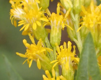 West Coast Goldenrod (Solidago elongata) 50 seeds. Perennial seeds
