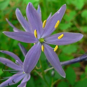 Blue Camas (Camassia quamash) 100+ Seeds. Perennial seeds