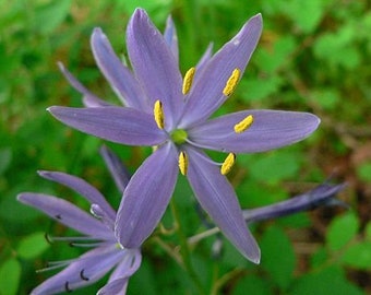Blue Camas (Camassia quamash) 100+ Seeds. Perennial seeds