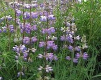 Streambank Lupine (Lupinus rivularis) 50 Seeds. Perennial seeds