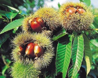 Chestnut- Bisalto No. 3. SEEDS. Float tested. Kept cold and moist