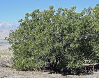 California Walnut (Juglans hindsii). 1 year old seedling. 8-14 inches tall. Air prune grown
