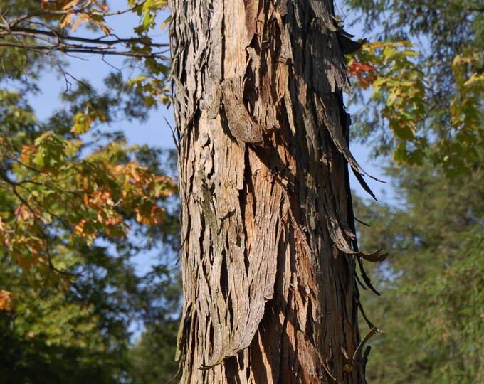 Shagbark Hickory carya Ovata 1 Bareroot Seedlings. 68 Inches Tall. 1