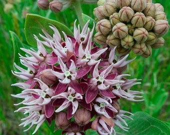 Showy Milkweed (Asclepias speciosa)  60 Seeds. Perennial seeds