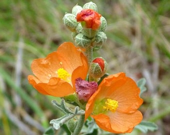 Munros Globemallow (Sphaeralcea munroana) Perennial Seeds. Various  quantities of seeds