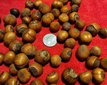 Hazelnut - Tonda di Giffoni (Corylus avellana)  SEEDS. Float tested. Kept cold and moist.