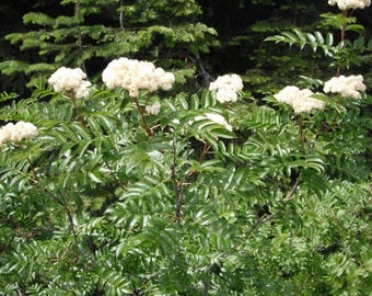 Green's Mountain Ash (Sorbus scopulina) 1+ foot tall plants. Air prune grown.  Live Plants