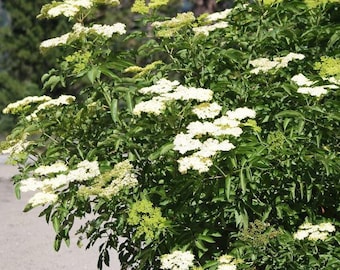 Blue Elderberry (Sambucus caerulea)   75 Seeds. Perennial  seeds