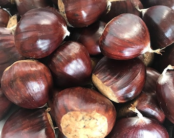 Chestnut- Whitten North. SEEDS. Float tested. Kept cold and moist.
