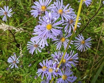 Douglas Aster (Symphyotrichum subspicatum) 100 seeds. Perennial seeds