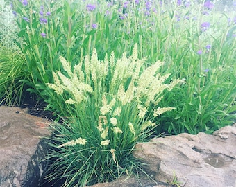 Prairie June grass (Koeleria Macrantha) 2 grams ~2,000 Seeds. Ornamental Grass seeds. Perennial seeds