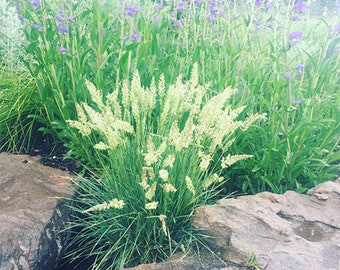 Prairie June grass (Koeleria Macrantha/ K. cristata) ~4,100 Seeds