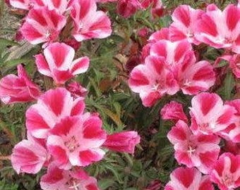 Farewell to Spring (Clarkia amoena) 100+ seeds. ANNUAL seeds