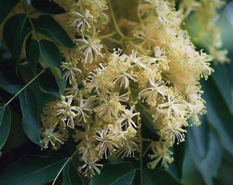 Oregon Ash (Fraxinus latifolia) Bareroot Seedlings. Various Sizes.