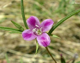 Winecup Clarkia, Fourspot (Clarkia purpurea ssp quadrivulnera) 100+ seeds. ANNUAL seeds