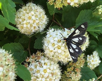 Pacific Ninebark (Physocarpus capitatus) Bareroot Plants. 1-2 ft Tall. Air Prune Grown.