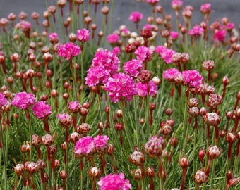 Seathrift (Armeria maritima) Seeds. Perennial Seeds. Quantities vary