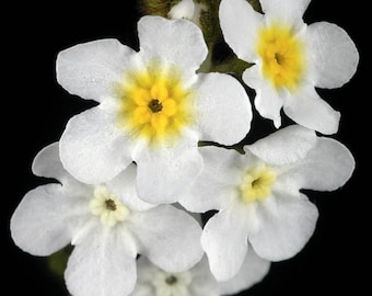 Fragrant Popcorn Flower (Plagiobothrys figuratus) 100 seeds. ANNUAL seeds