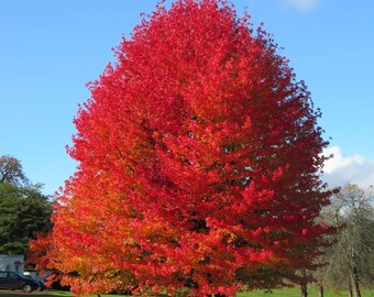 Sweetgum (Liquidambar styraciflua) 1 year old seedling. 12-16 inches tall.