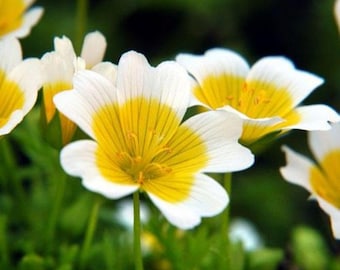 Douglas Meadowfoam, Poached Egg Plant (Limnanthes douglasii) 100+ seeds. ANNUAL seeds