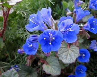 California Bluebells (Phacelia campanularia) 100 seeds. ANNUAL seeds