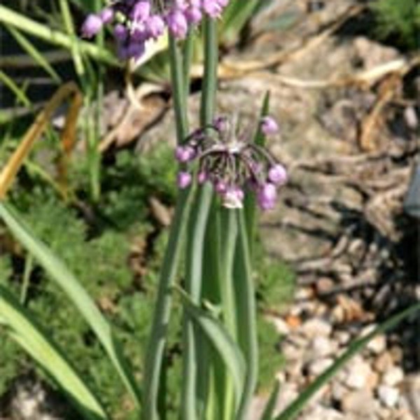 Nodding onion (Allium cernuum) 30 Seeds