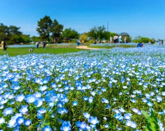 Baby Blue Eyes (Nemophila menziesii) 100+ seeds. ANNUAL seeds