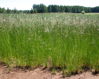 Red Fescue (Festuca rubra) 2 grams. ~ 2,400 seeds