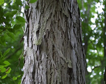 Shellbark hickory (Carya laciniosa) 1 bareroot seedling. 6-10 inches tall. 1 year old. Air prune grown.