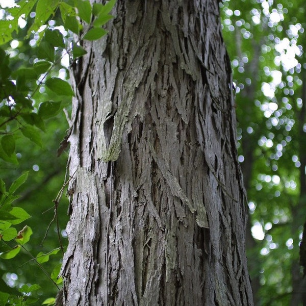 Shellbark hickory (Carya laciniosa) 1 bareroot seedling. 6-10 inches tall. 1 year old. Air prune grown.