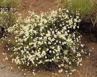California Buckwheat (Eriogonum fasciculatum) Seeds w/ chaff. Various quantities. Perennial
