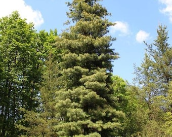 Western White Pine (Pinus monticola). 1 year old Seedlings. Plug grown.