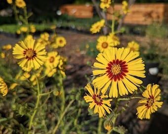 Elegant Tarweed (Madia elegans) 100+ seeds. ANNUAL seeds