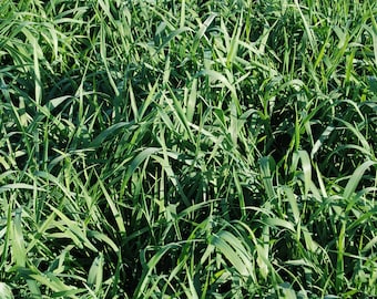 California Brome (Bromus carinatus) 2 Grams~100 Seeds. Perennial seeds