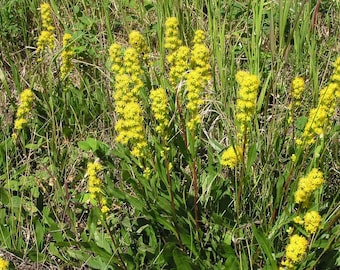 Coast goldenrod, Dune goldenrod (Solidago spathulata) 100 seeds.