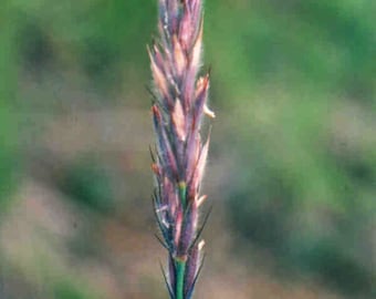 Blue Wildrye (Elymus glaucus)  5 grams, ~160 seeds. Perennial seeds