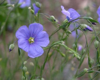 Wild Blue Flax (Linum lewisii) 100 seeds. perennial seeds.