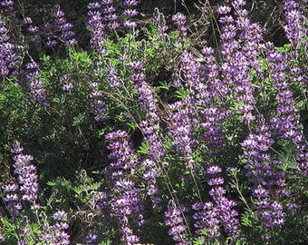 Chick Lupine (Lupinus microcarpus) 100 seeds. Annual seeds.