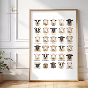 Poster schapenrassen | Schapenraskaart afdrukken | Aquarel boerderijdieren muurkunst | Herdercadeau | Poster veeras | Boerderijdecoratie