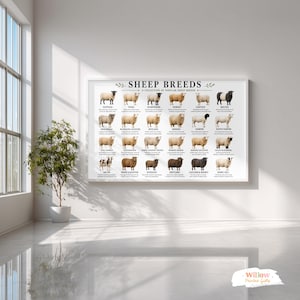 Peut inclure: Une affiche encadrée intitulée Sheep Breeds: A Collection of Popular Sheep Breeds. Le poster blanc présente une grille de vingt-quatre illustrations de différentes races de moutons, chacune accompagnée de son nom et d'un court texte descriptif.