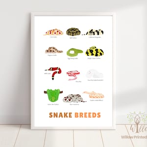 以下が含まれることがあります： オレンジ色のテキストで「SNAKE BREEDS」と書かれた白い額縁入りのポスター。Corn Snake、Ball Python、California Kingsnake、Hognose Snake、Egg Eating Snake、Jungle Carpet Python、Milk Snake、Rosy Boa、Leucistic Rat Snake、Green Tree Python、Boa Constrictor、Gopher Snakeというラベルが付いた12種類のヘビのイラストが描かれています。