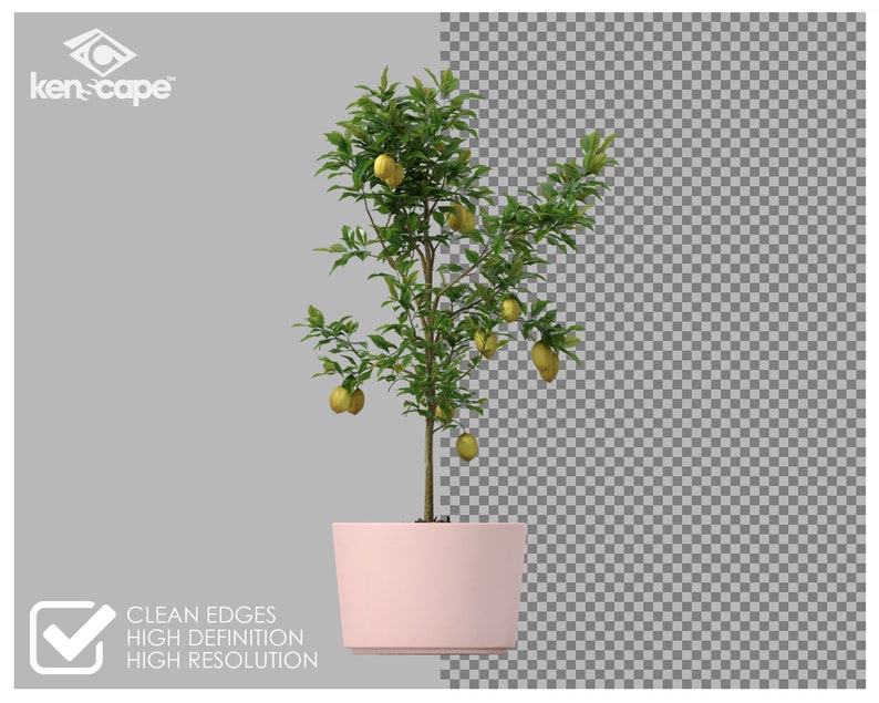 May include: A potted lemon tree with green leaves and yellow lemons. The tree is in a pink pot.