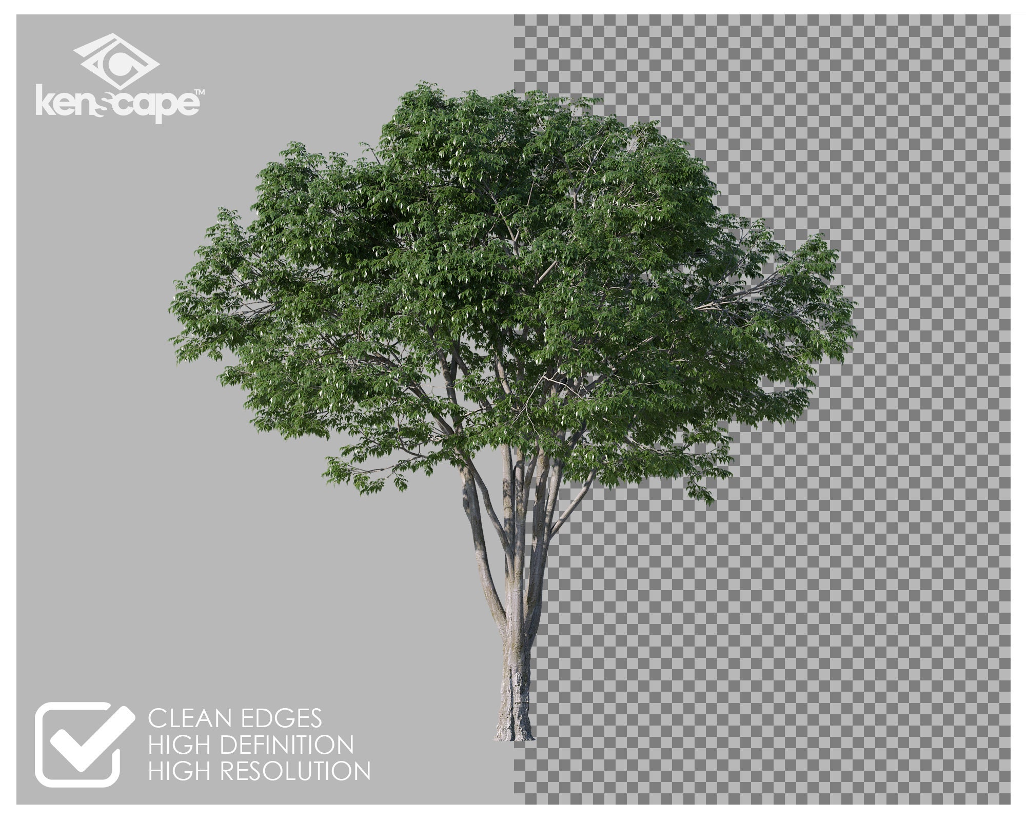 72 Summer Trees Photo Overlays for Photoshop, Trees, Plants, Cutouts ...