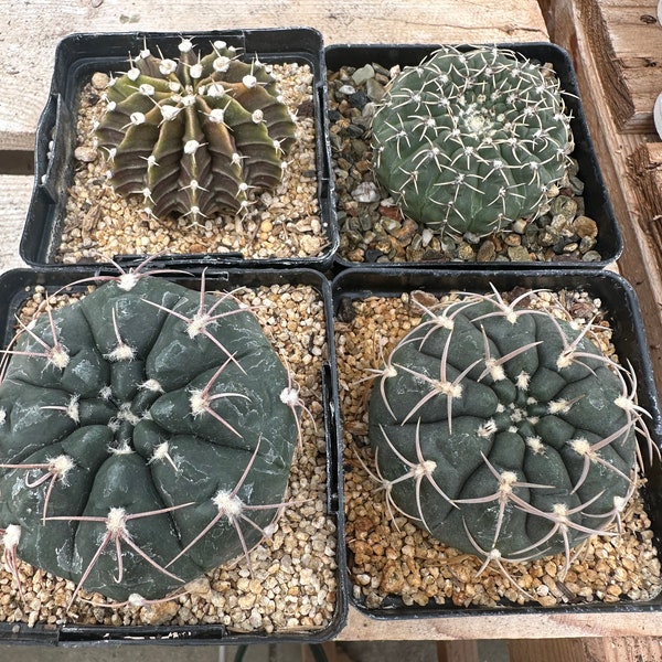 Gymnocalycium Cactus Set , A