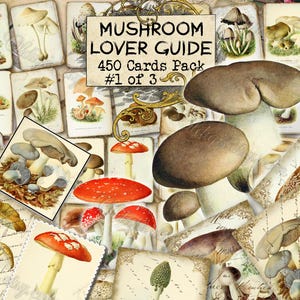 Gids voor paddenstoelenliefhebber #1 - set van 40 foto's op 450 kaarten vintage design oude illustraties inzetstukken natuurlijk dagboek boleet vlieg amaniet schimmels