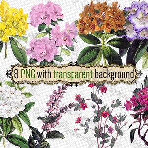 PNG 花 シャクナゲ-4 - 透明な背景の png 形式の 8 つのファイルのセット jpg デジタル ダウンロード 花束 ヴィンテージ プリント 古い本