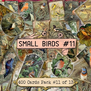 Small Birds #11 - set of 40 pictures on 400 cards in JPG format with antique illustrations instant digital download for commercial use